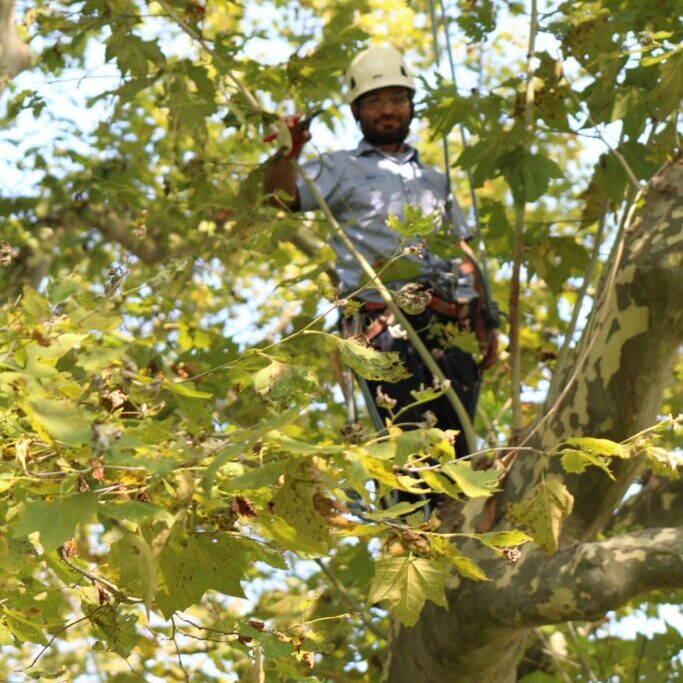 Tree care 5